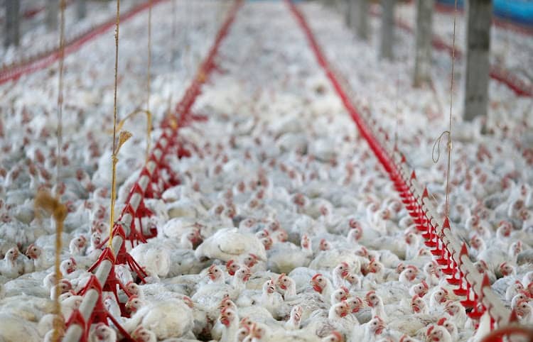 South Africa tightens poultry products anti-dumping regulations, penalizes five more countries