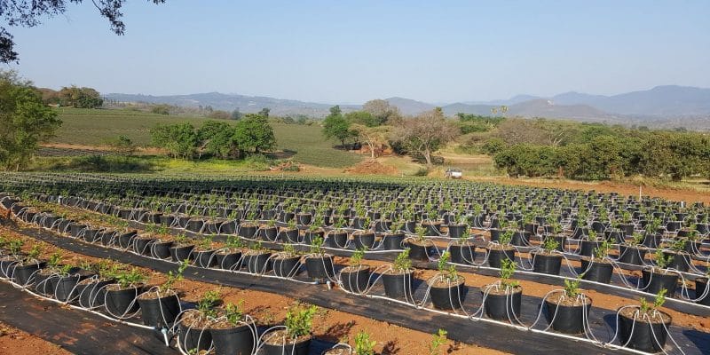 Namibian PE firm Eos Capital acquires minority stake in Cherry Irrigation through agriculture focused fund