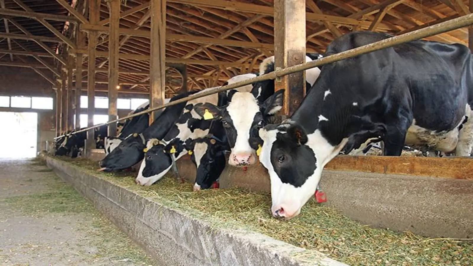 DSM’s methane-reducing feed additive safe for use in cow feed following successful pilot test in Finland