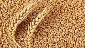 Saudi Arabia to import 625,000 tons of wheat to strengthen strategic stock