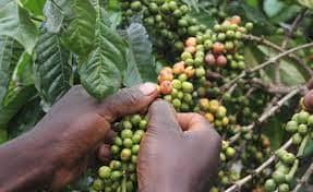Uganda’s coffee exports fetch higher value in March despite 16.4% decline in volumes