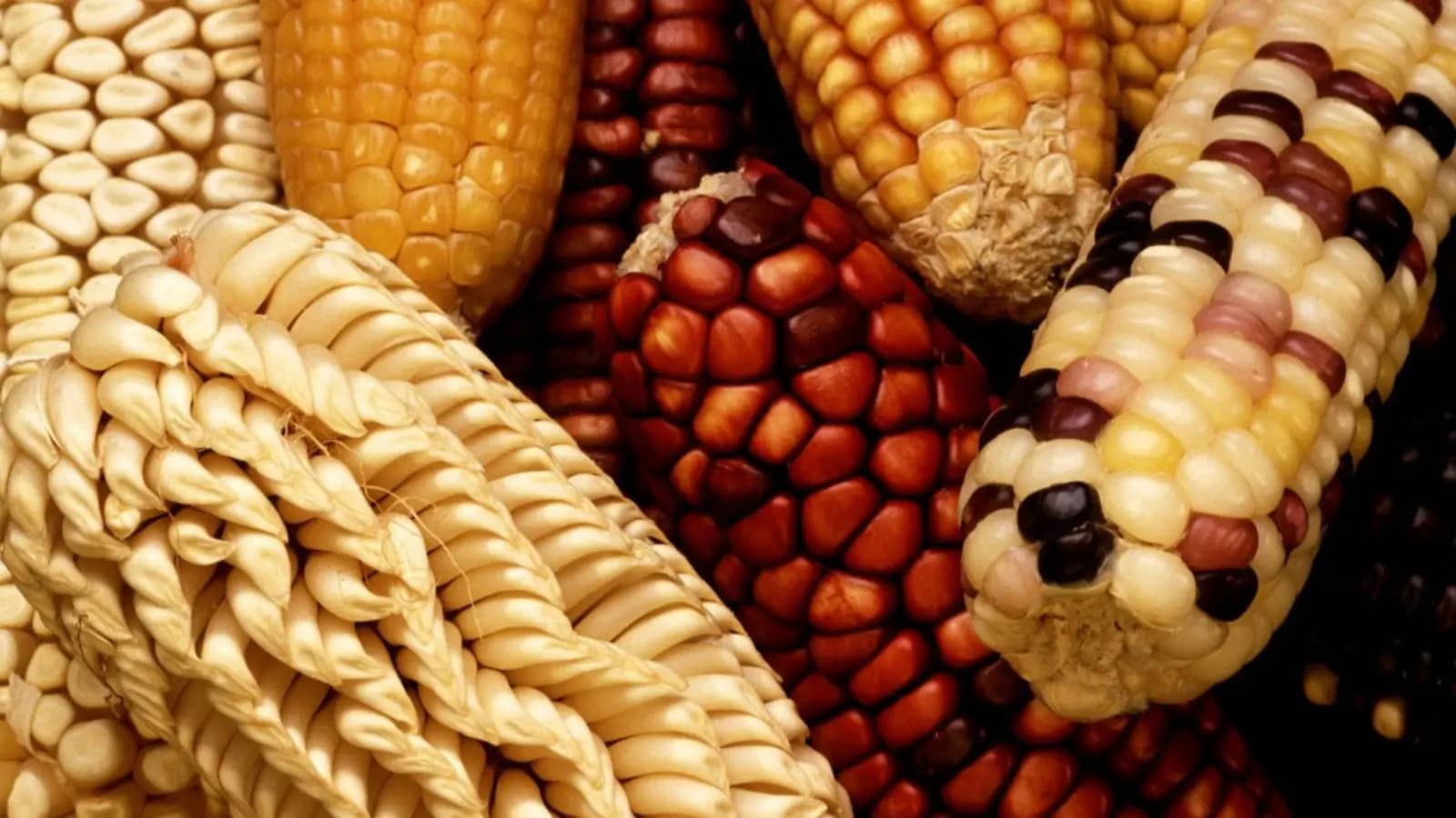 Origin Agritech receives a 20,000 Metric Ton order for nutritionally enhanced corn from Yunnan Feeding Company