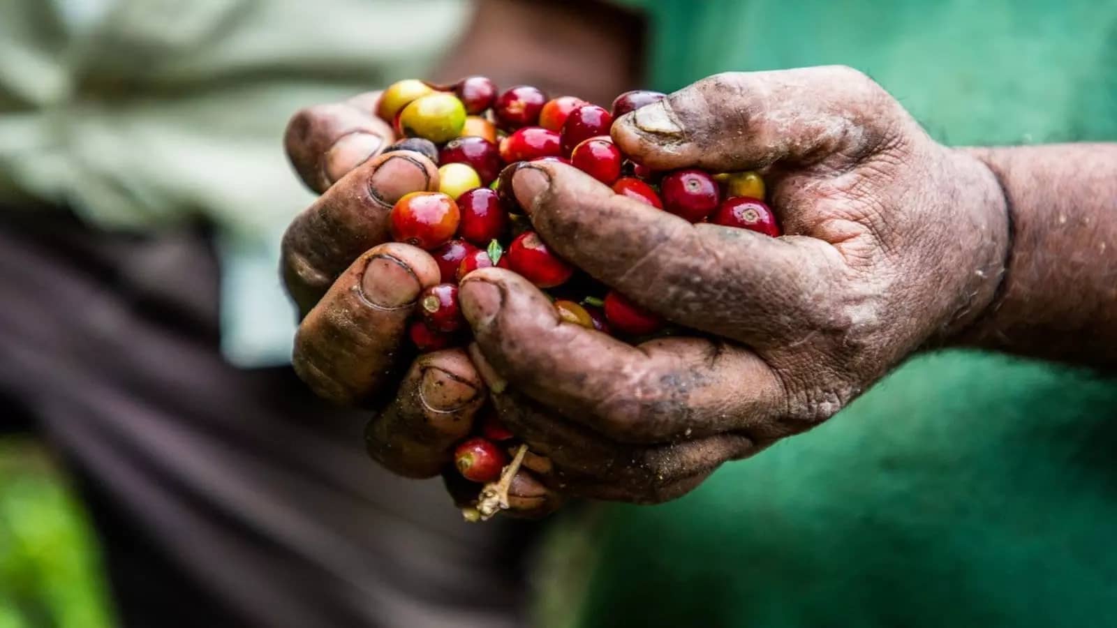 Uganda benefits from rising coffee prices registering 41.7% rise in value despite decline in volume