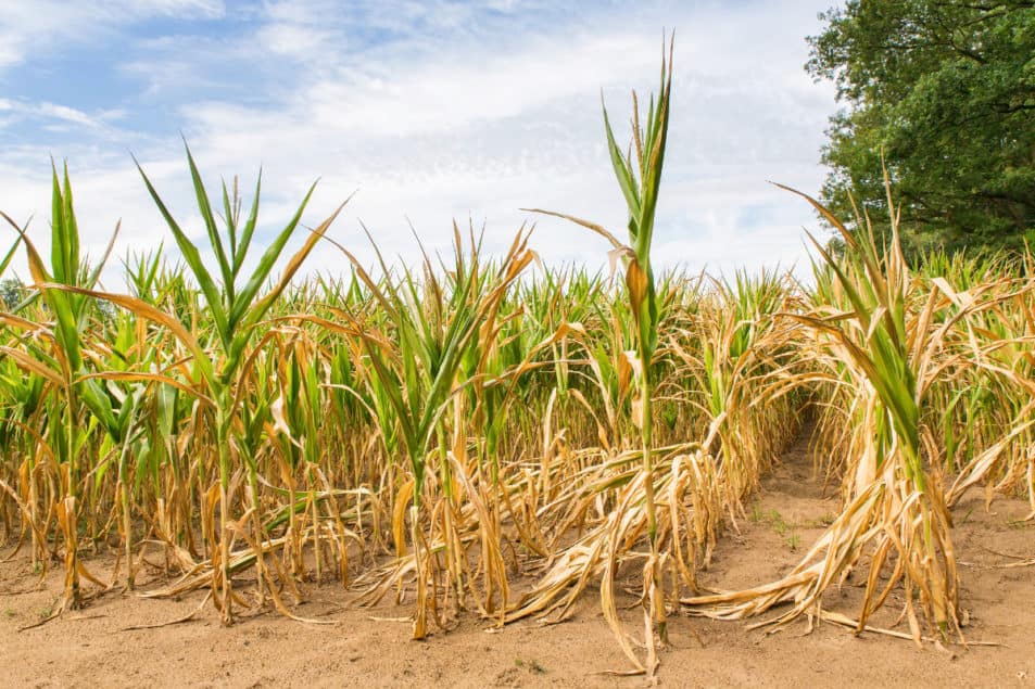Grain production struggles as adverse weather conditions continue impacting the Americas