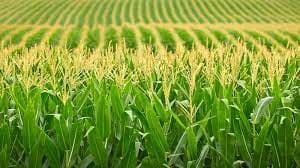 Brazilian state government launch program to achieve corn self-sufficiency by 2030