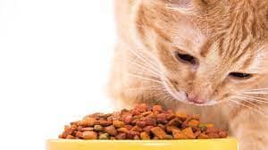 US pet food poised for expansion in China following import regulation updates and growing demand