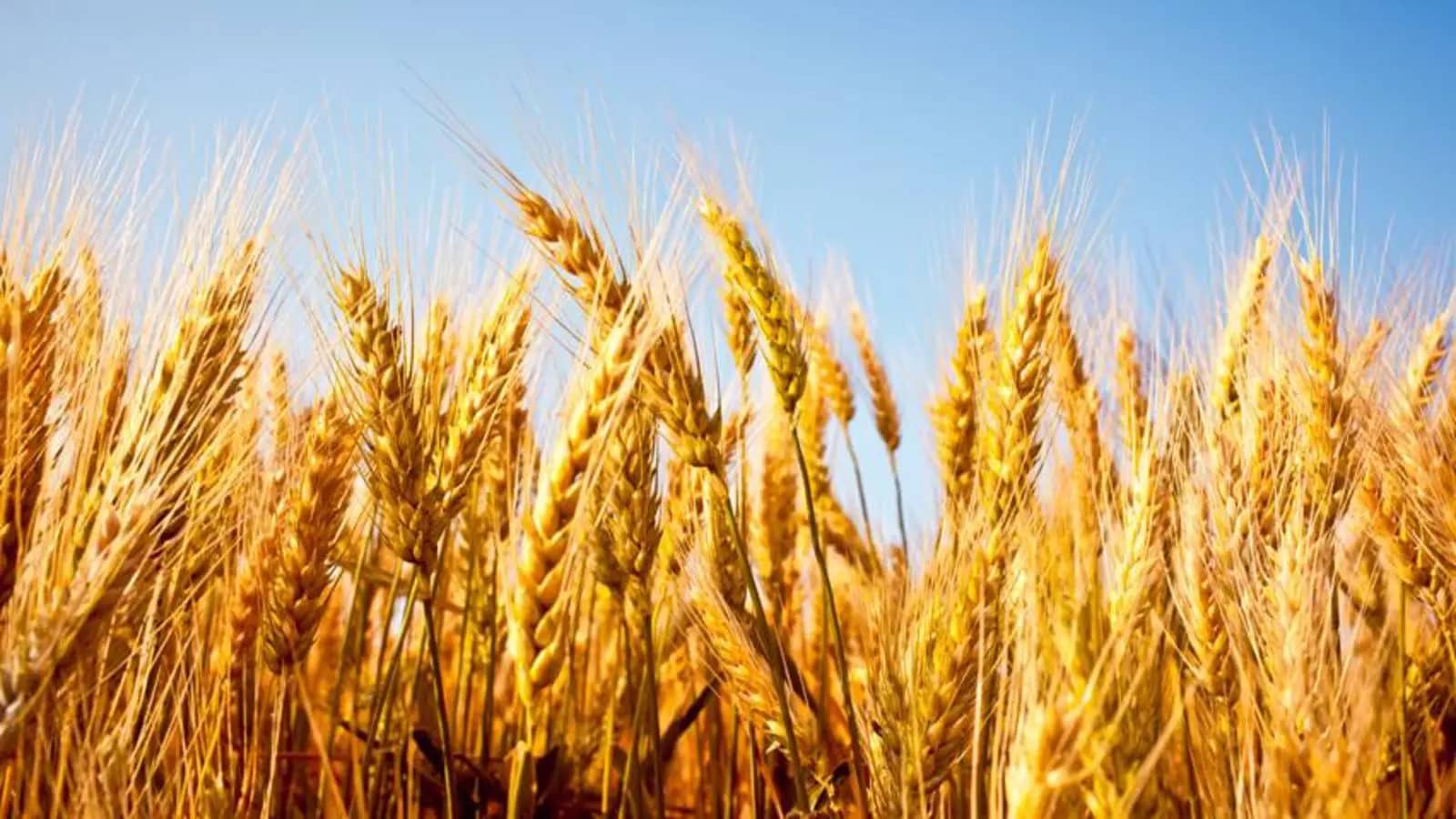 Genetic discovery to improve wheat yields and increase protein content by up to 25%