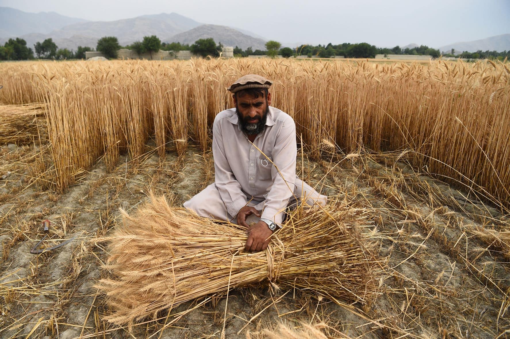 World food commodity prices dip for the second consecutive month in May