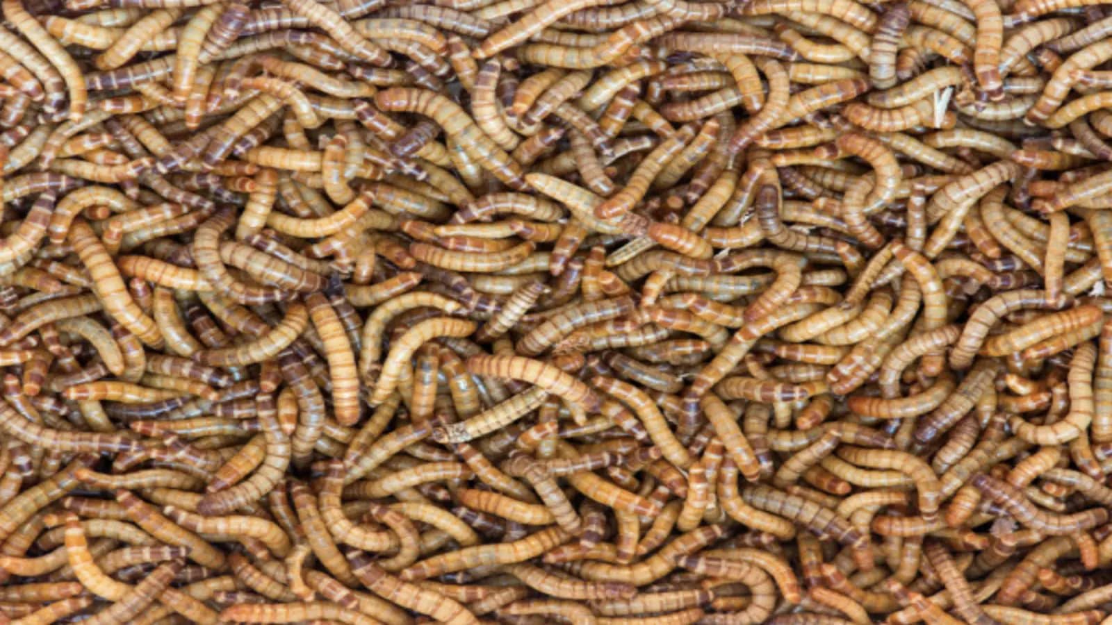 FreezeM and Hermetia partner to optimize insect protein production
