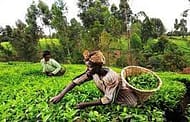 Kenya registers decline in tea export volumes despite rise in production due to Russia-Ukraine war