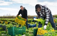 UK labor shortages see US$70m-worth of fruit and veg wasted, contributes to closure of Orchard House Foods factory in Gateshead