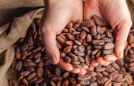 Study advises mitigation measures for Cadmium and Lead levels in cocoa