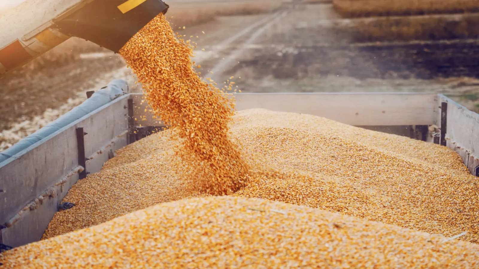 IGC optimistic of a bumper grain harvest despite poor growth conditions in some regions